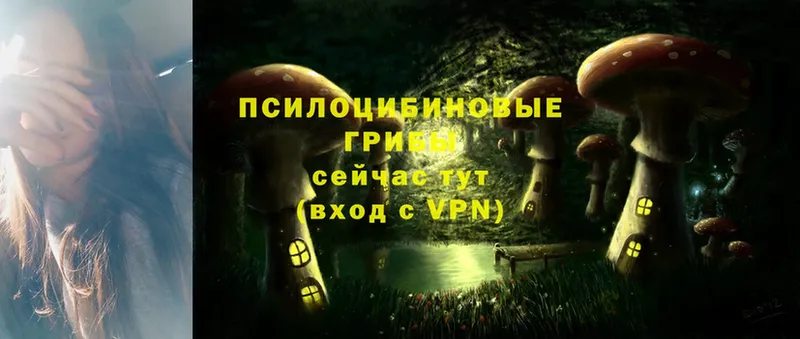 Псилоцибиновые грибы Psilocybe  МЕГА ТОР  Дзержинский 